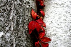 photo 0168